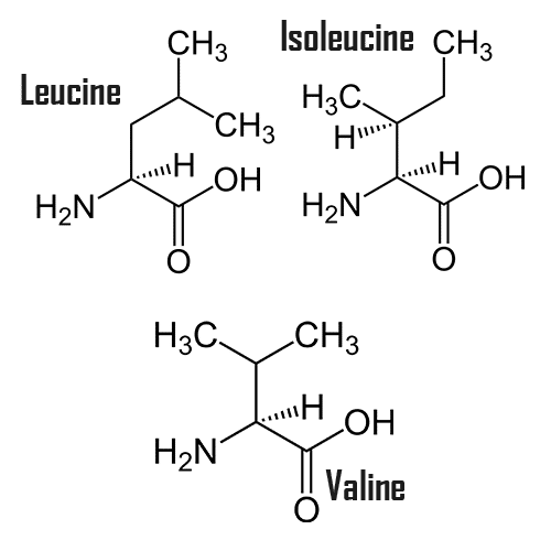 bcaa acides aminés ramifiés molécules leucine isoleucine valine