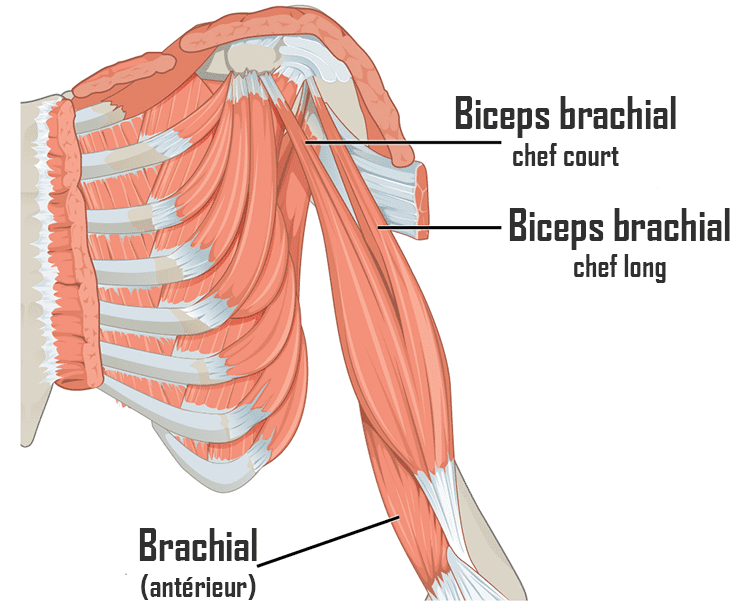 anatomie muscles bras biceps brachial