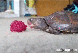 tortue qui mange lentement