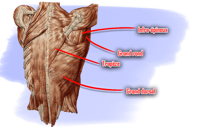 muscles du dos infra-épineux grand rond trapèze grand dorsal