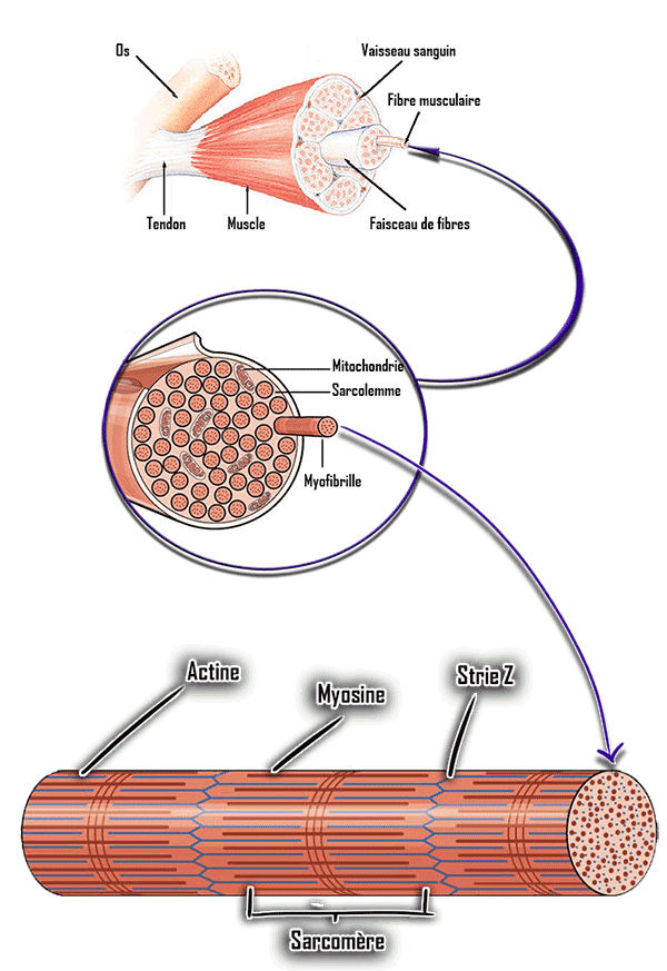 anatomie fibre musculaire actine et myosine