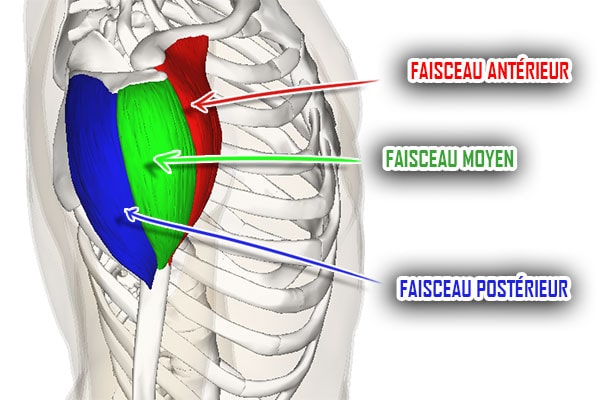 deltoïde faisceau antérieur moyen postérieur