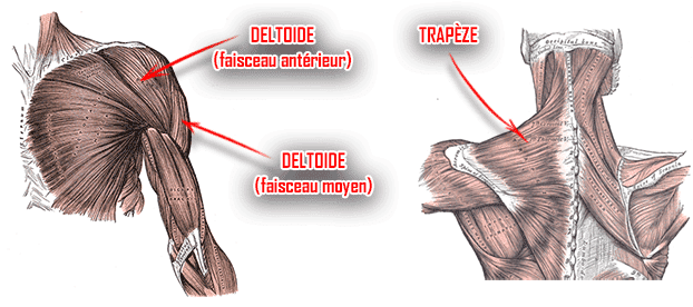 muscles deltoïde trapèze