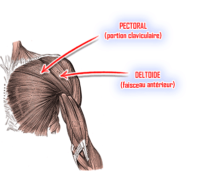 muscle deltoïde antérieur et pectoraux